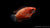 Dicklippiger Fadenfisch Rot (Colisa labiosa) swimming gracefully