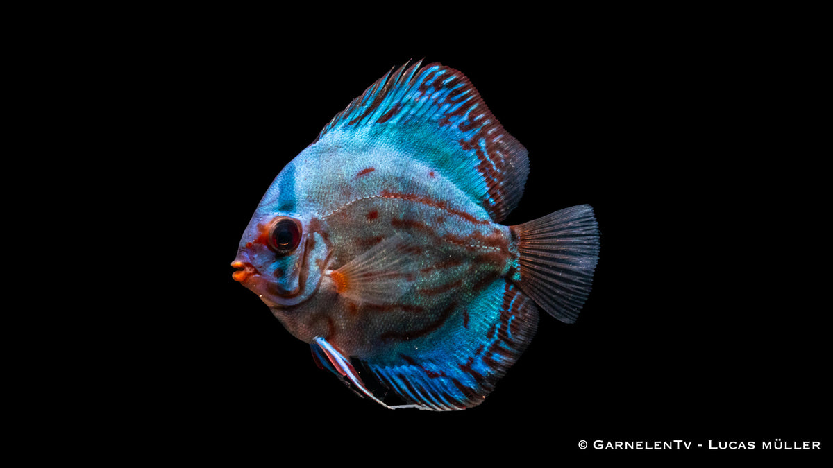 Diskus "Rot Türkis" - Symphysodon aequifasciatus von der Seite