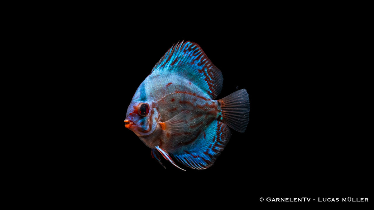 Diskus "Rot Türkis" - Symphysodon aequifasciatus Seitlich
