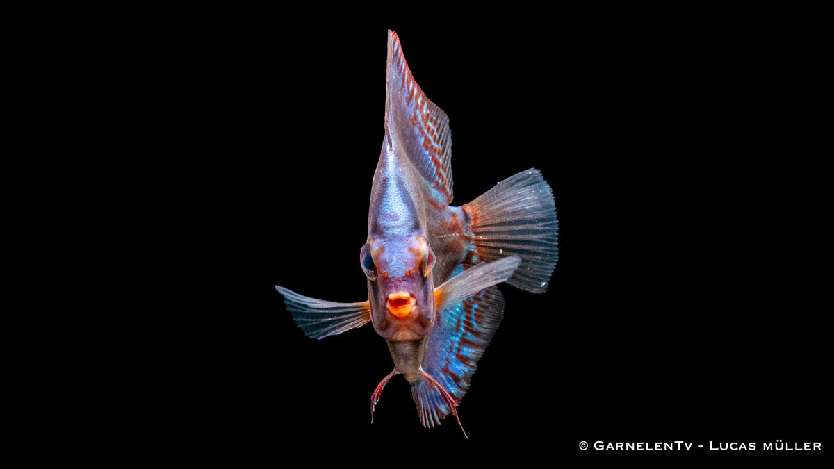 Diskus "Rot Türkis" - Symphysodon aequifasciatus vorne schauend