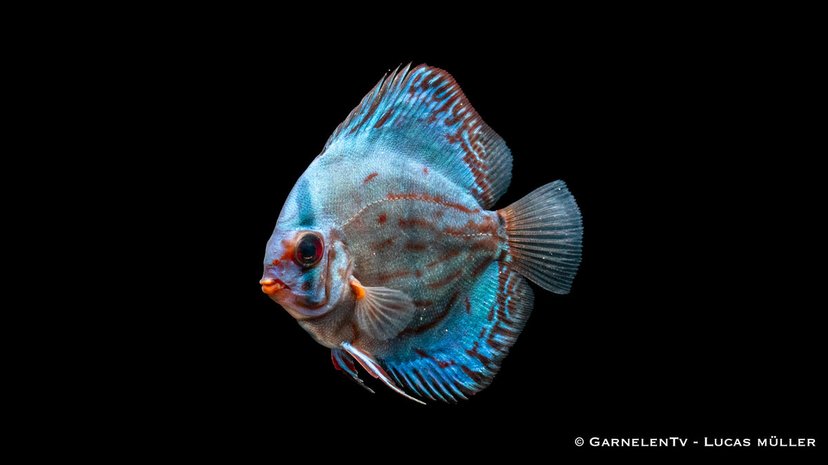 Diskus "Rot Türkis" - Symphysodon aequifasciatus