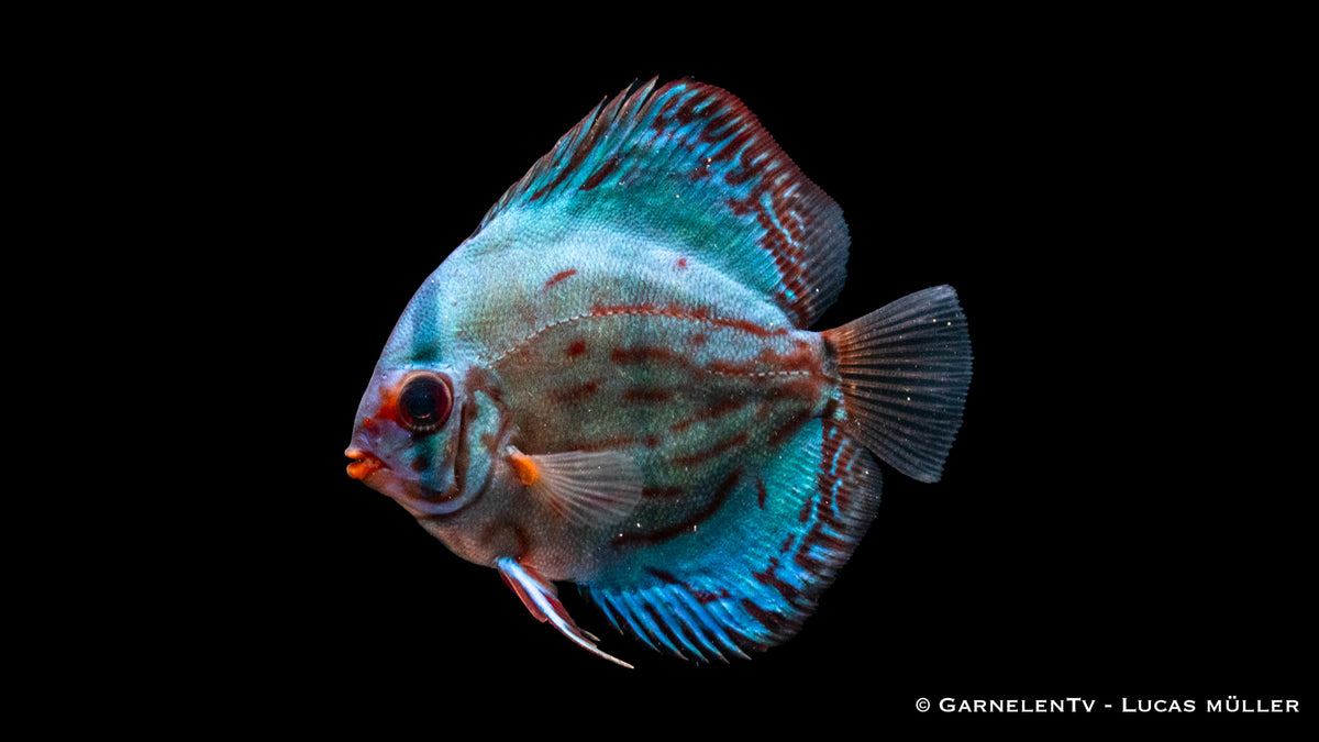 Diskus "Rot Türkis" - Symphysodon aequifasciatus