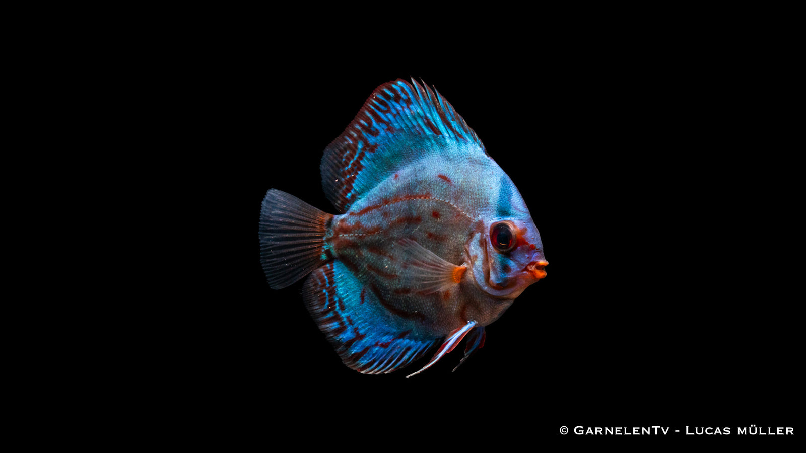 Diskus "Rot Türkis" - Symphysodon aequifasciatus