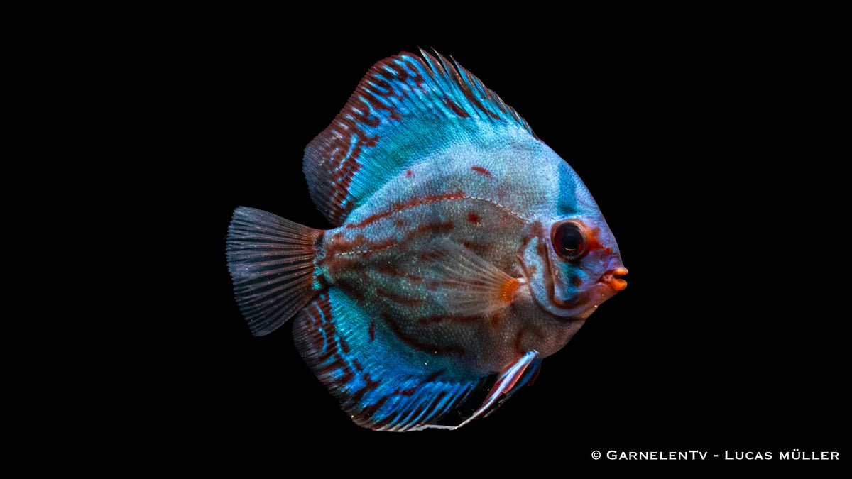 Diskus "Rot Türkis" - Symphysodon aequifasciatus