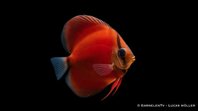 Diskus Pink Rose – Symphysodon aequifasciatus