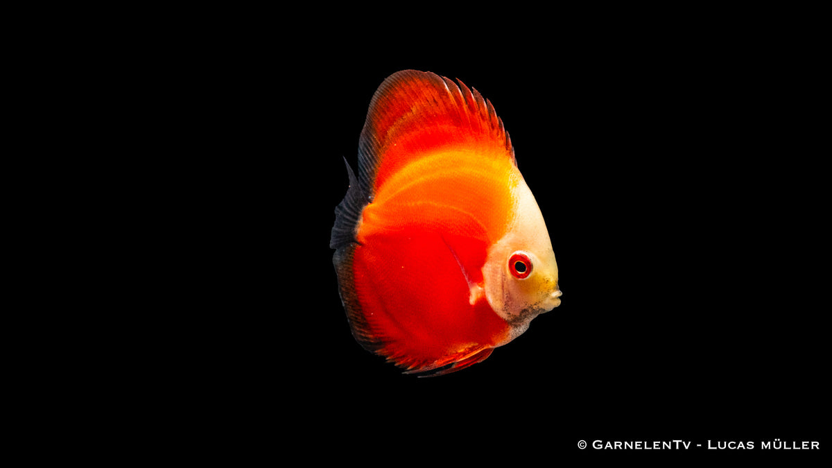 Diskus &quot;Red Marlboro&quot; Symphysodon aequifasciatus mit intensiver roter Färbung
