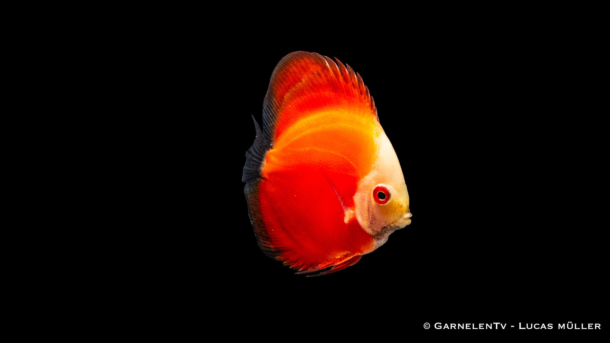 Diskus "Red Marlboro" Symphysodon aequifasciatus mit intensiver roter Färbung