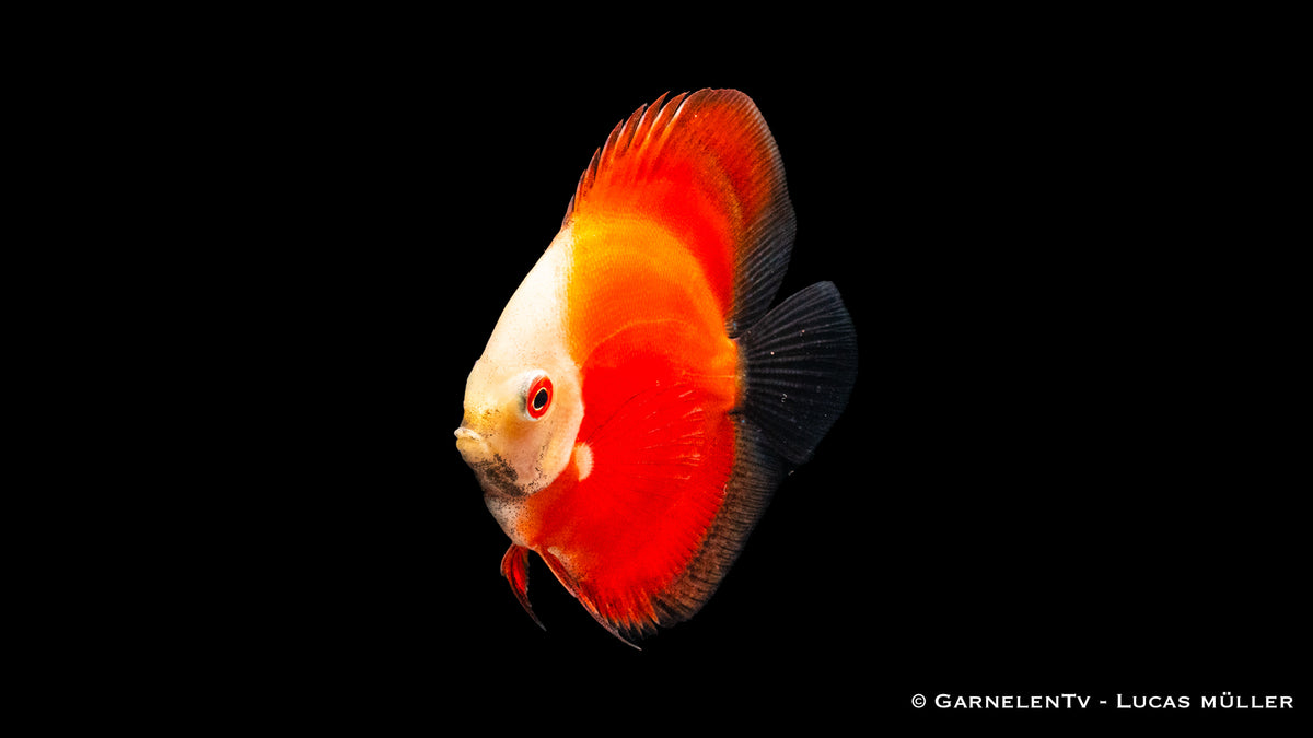 Diskus Red Marlboro – beeindruckender Süßwasserfisch für Aquarien