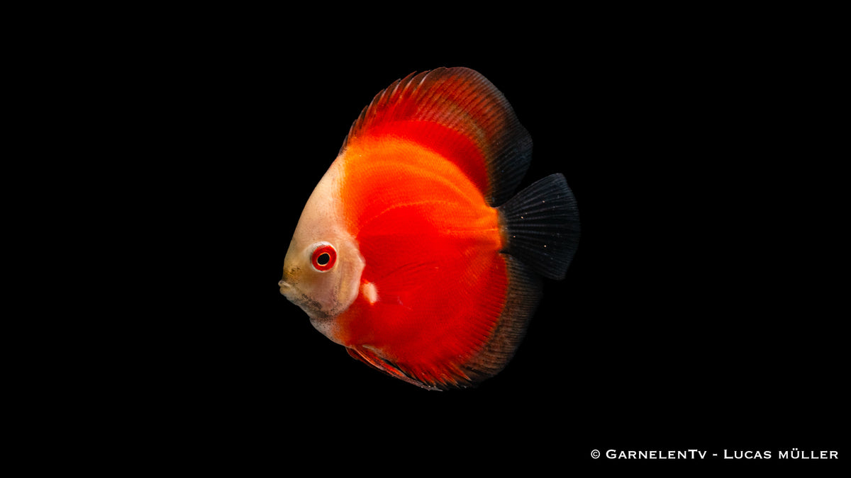 Symphysodon aequifasciatus &quot;Red Marlboro&quot; – roter Diskusfisch