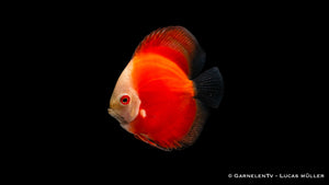 Symphysodon aequifasciatus "Red Marlboro" – roter Diskusfisch