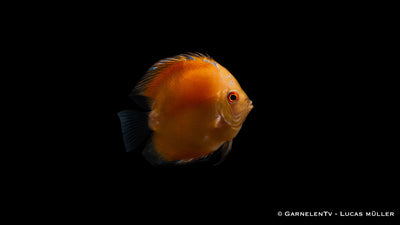 Diskus Yellow Marlboro - Symphysodon aequifasciatus