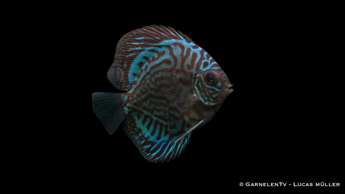 Symphysodon aequifasciatus &quot;Blau Türkis&quot; im Aquarium