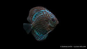 Symphysodon aequifasciatus "Blau Türkis" im Aquarium