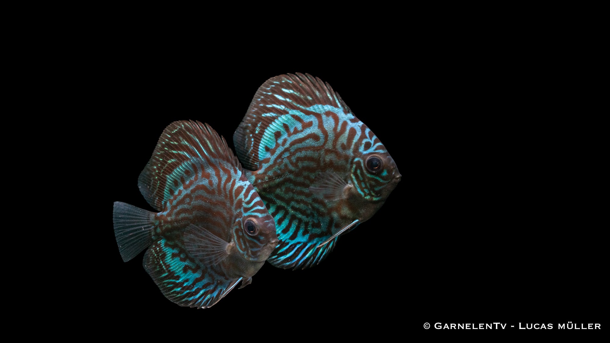 Diskus "Blau Türkis" Symphysodon aequifasciatus in türkisblauen Tönen