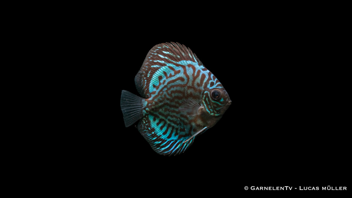 &quot;Blau Türkis&quot; Diskus – majestätische Zuchtform für Aquarien