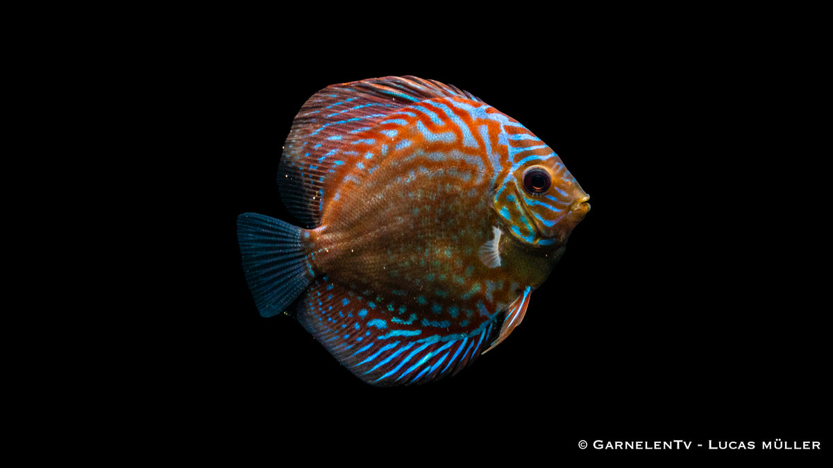 Symphysodon aequifasciatus Blue Checkerboard im Aquarium