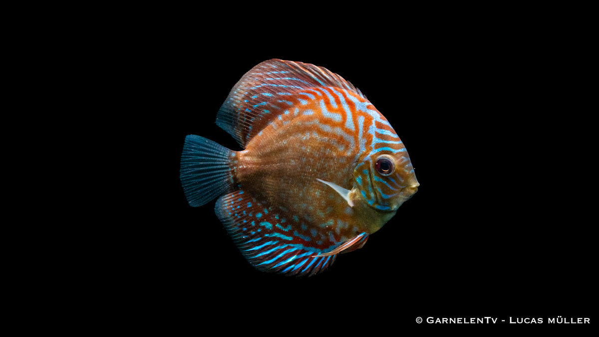 Majestätischer Diskus &quot;Blue Checkerboard&quot; schwimmend