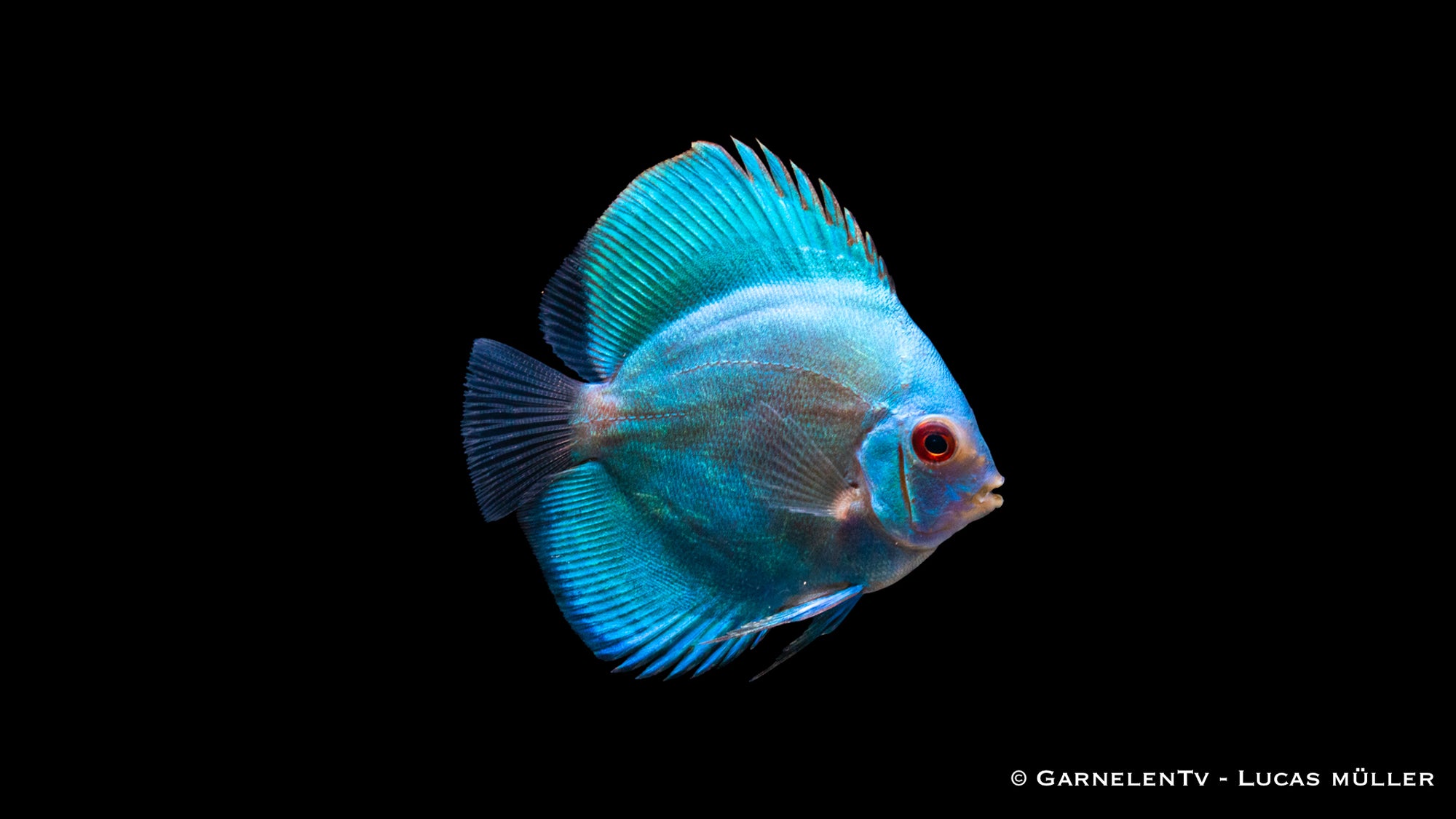 Diskus "Blue Diamond" mit intensiver blauer Färbung