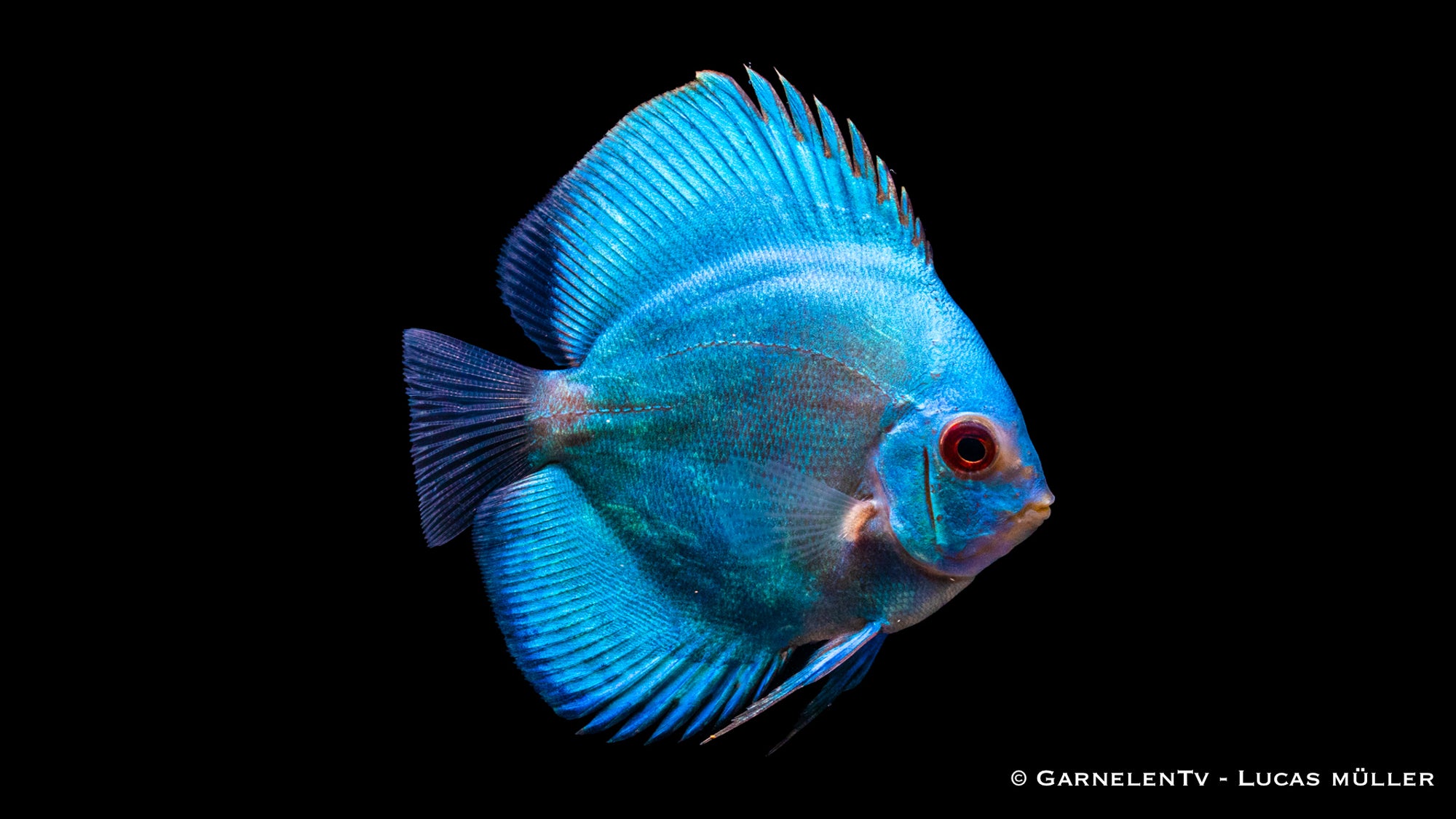 Diskus "Blue Royal" Symphysodon aequifasciatus – majestätische blaue Zuchtform