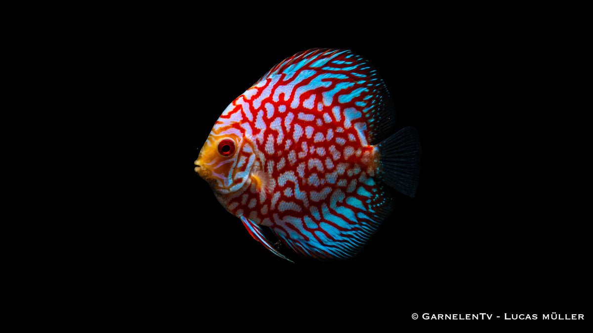 Symphysodon aequifasciatus Pigeon Blood in Aquarium