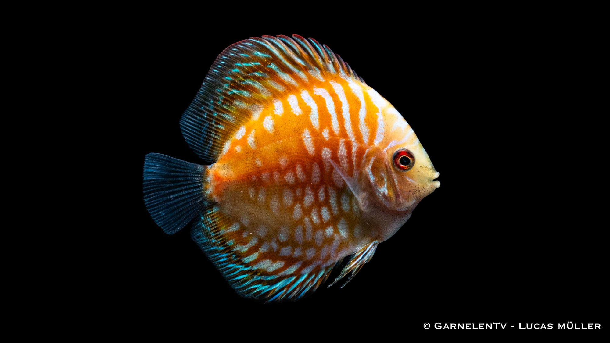 Diskus "Pigeon Yellow" Symphysodon aequifasciatus mit gelblichem Farbton