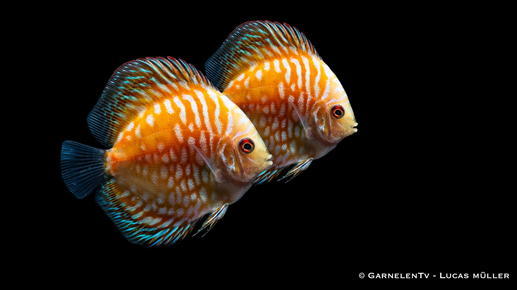 Diskus "Pigeon Yellow" Symphysodon aequifasciatus mit gelblichem Farbton