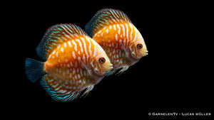 Diskus "Pigeon Yellow" Symphysodon aequifasciatus mit gelblichem Farbton