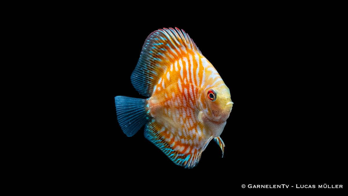 Diskusfisch &quot;Pigeon Yellow&quot; mit sanften Mustern für Aquarien