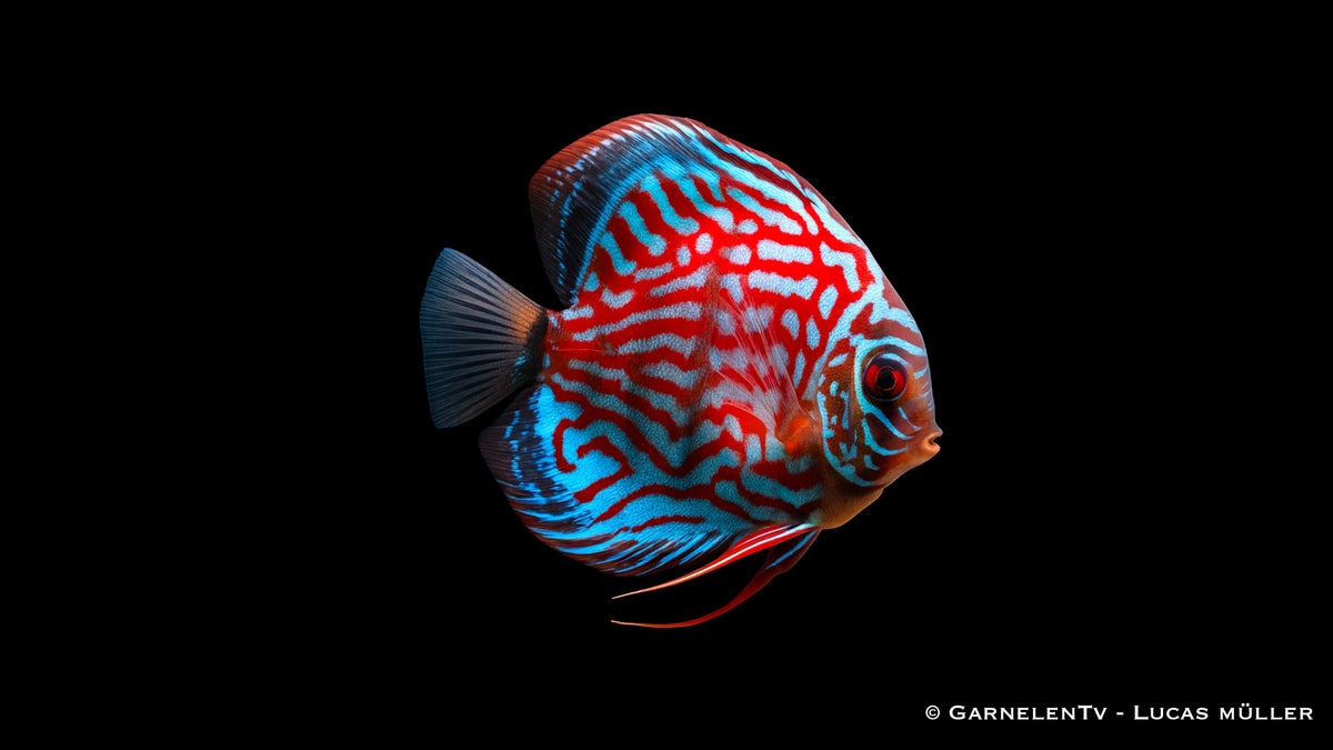 Diskus Red Royal – Symphysodon aequifasciatus mit schwarzen Hintergrund