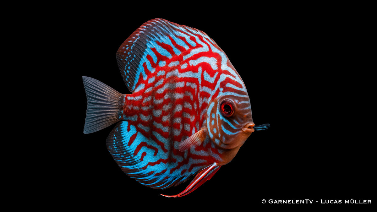 Diskus Red Royal – Symphysodon aequifasciatus von GarnelenTv