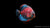 Diskus Red Royal – Symphysodon aequifasciatus