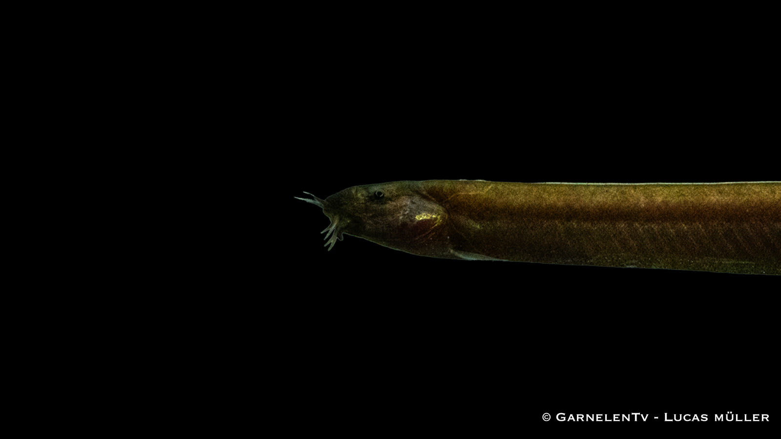 Schwarzes Dornauge Pangio pangia im Aquarium