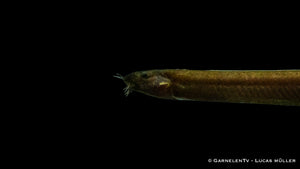 Schwarzes Dornauge Pangio pangia im Aquarium