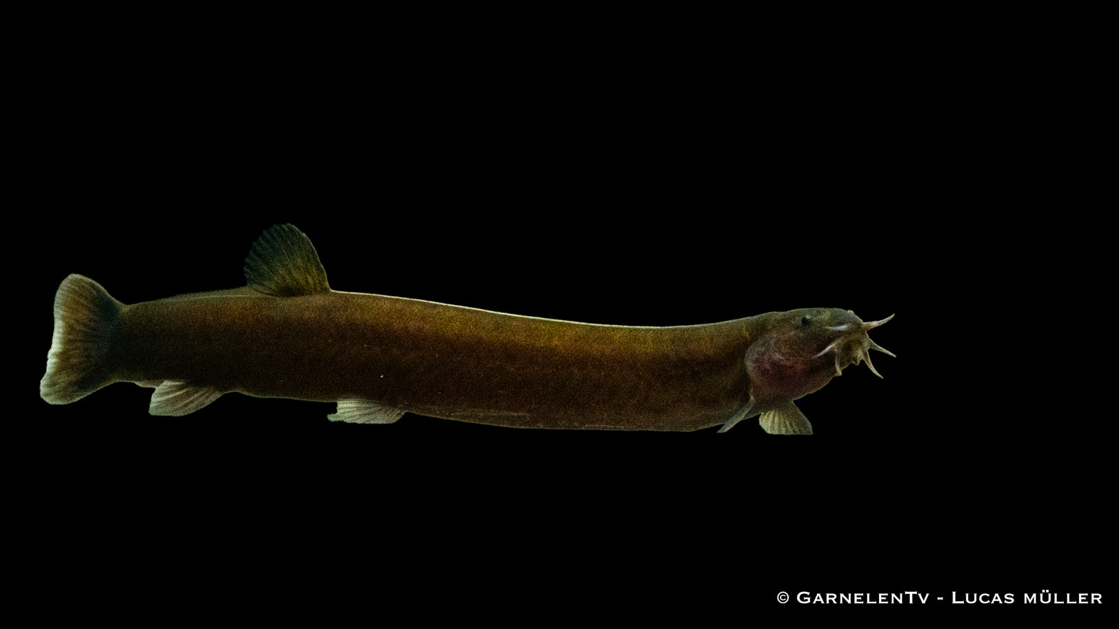 Schwarzes Dornauge Pangio pangia im Aquarium