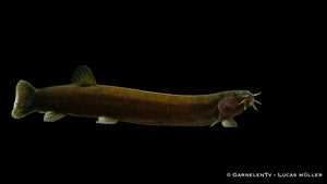 Friedlicher Bodenfisch Pangio pangia zwischen Pflanzen