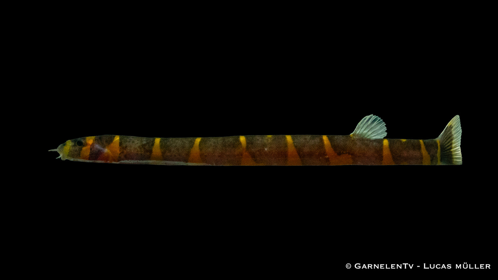 Geflecktes Dornauge – Pangio kuhli im Aquarium