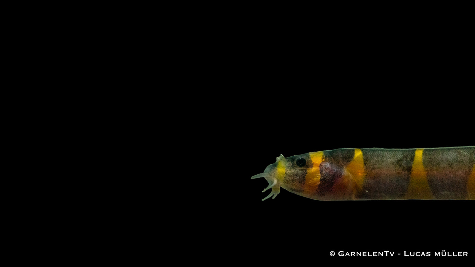 Geflecktes Dornauge – Pangio kuhli im Aquarium