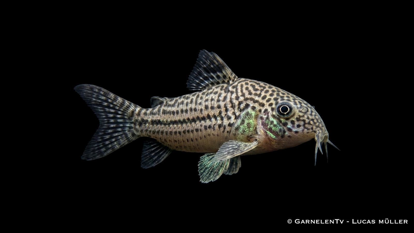 Dreibinden Panzerwels Hoplisoma trilineatum auf feinem Sandboden im Aquarium