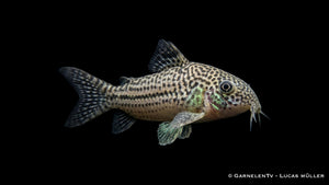 Dreibinden Panzerwels Hoplisoma trilineatum auf feinem Sandboden im Aquarium