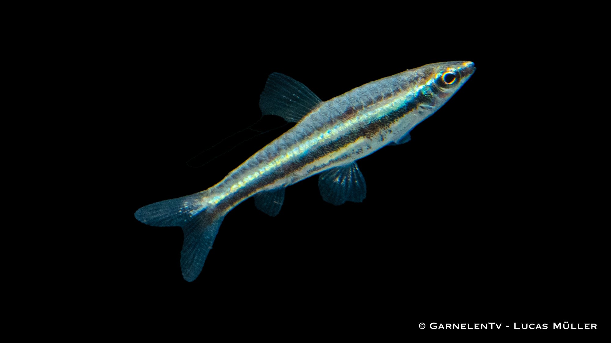 Dreibinden-Ziersalmler (Nannostomus trifasciatus) im Aquarium