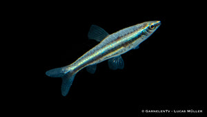 Dreibinden-Ziersalmler (Nannostomus trifasciatus) im Aquarium