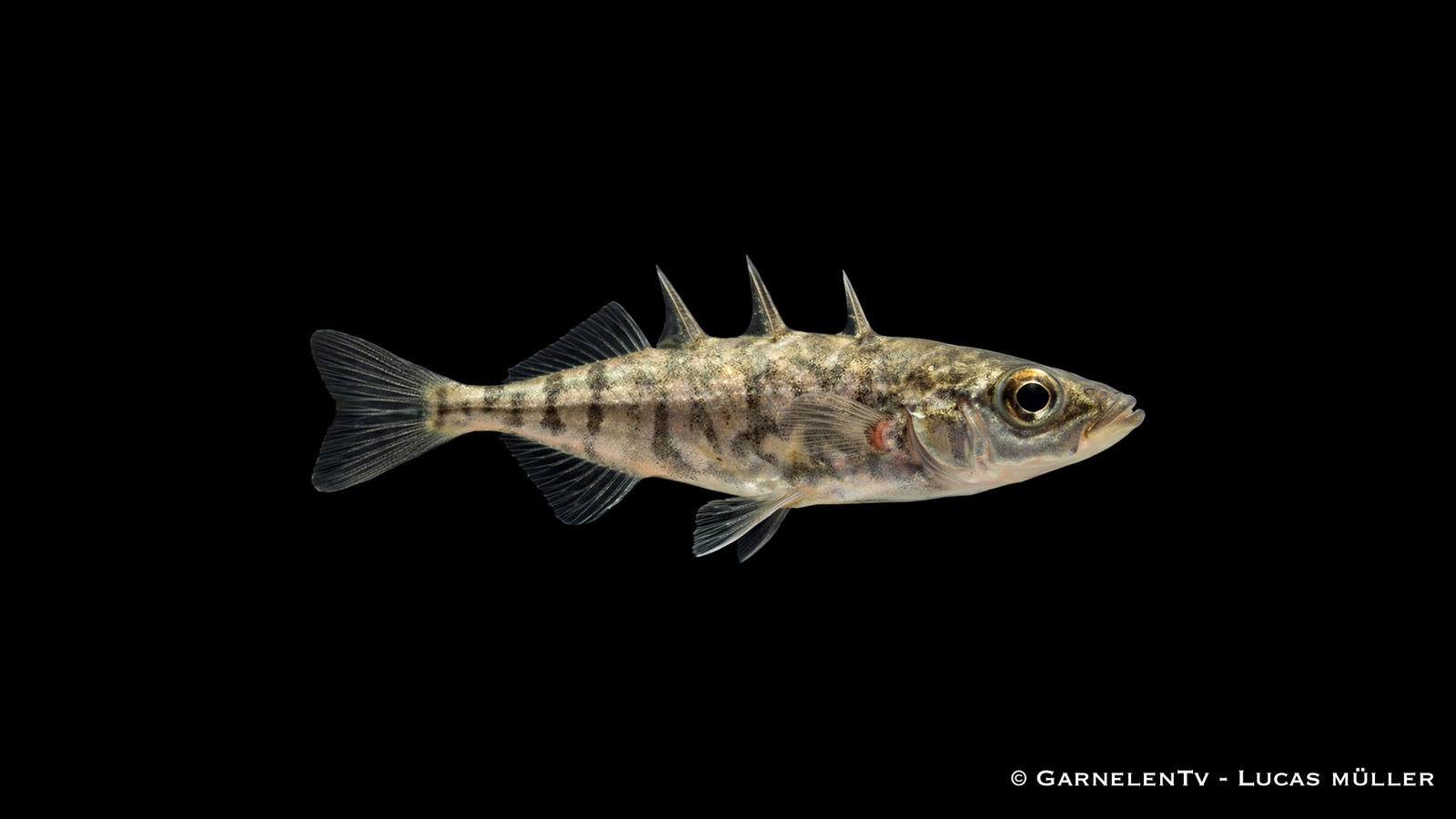 Dreistachliger Stichling Gasterosteus aculeatus Kaltwasserfisch für Gartenteich