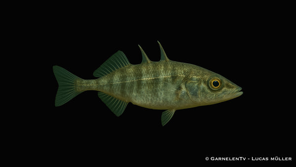 Teichfische