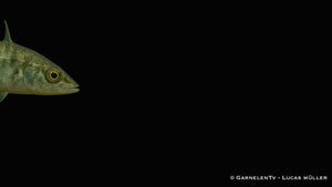 Dreistachliger Stichling - Gasterosteus aculeatus (6-9 cm)