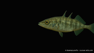 Dreistachliger Stichling - Gasterosteus aculeatus (6-9 cm)