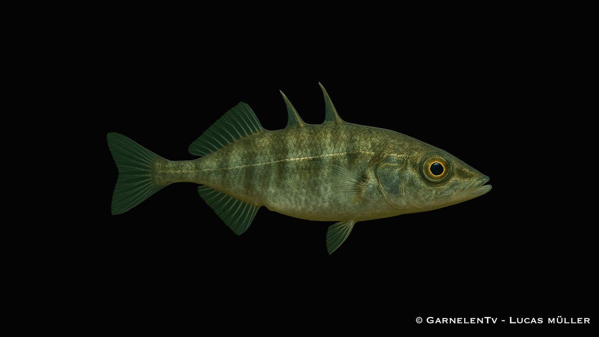 Dreistachliger Stichling - Gasterosteus aculeatus (6-9 cm)
