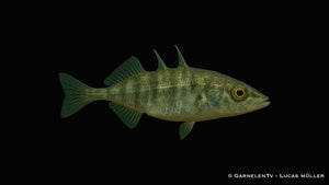 Dreistachliger Stichling - Gasterosteus aculeatus (6-9 cm)