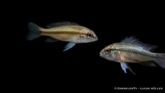 Dreistreifen Zwergbuntbarsch- Apistogramma trifasciata Paar