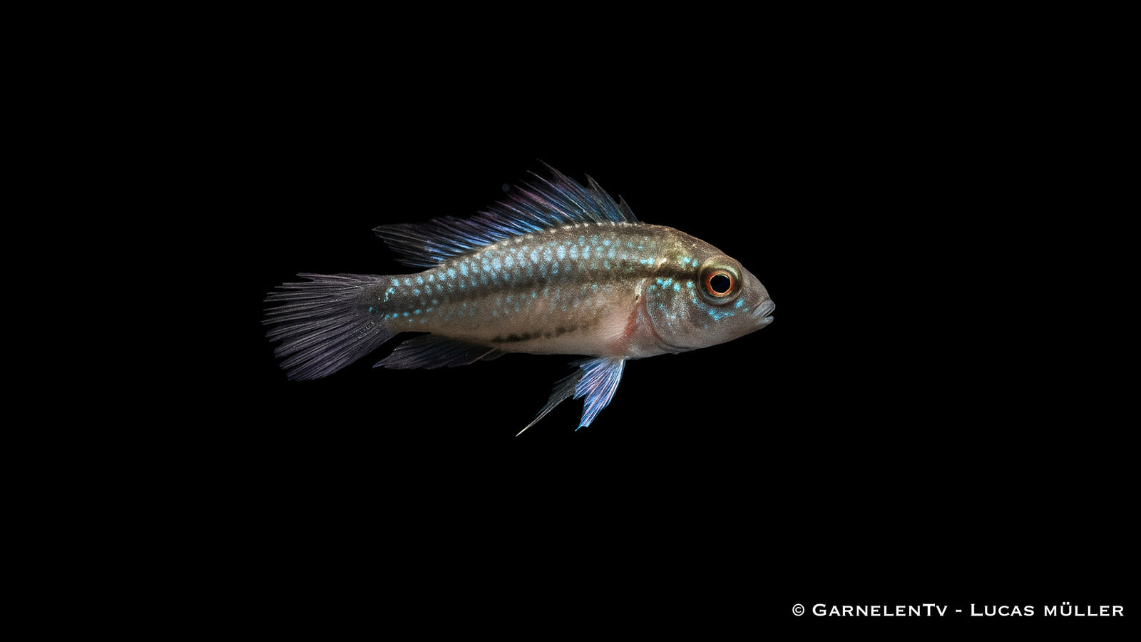 Dreistreifen Zwergbuntbarsch- Apistogramma trifasciata Männchen