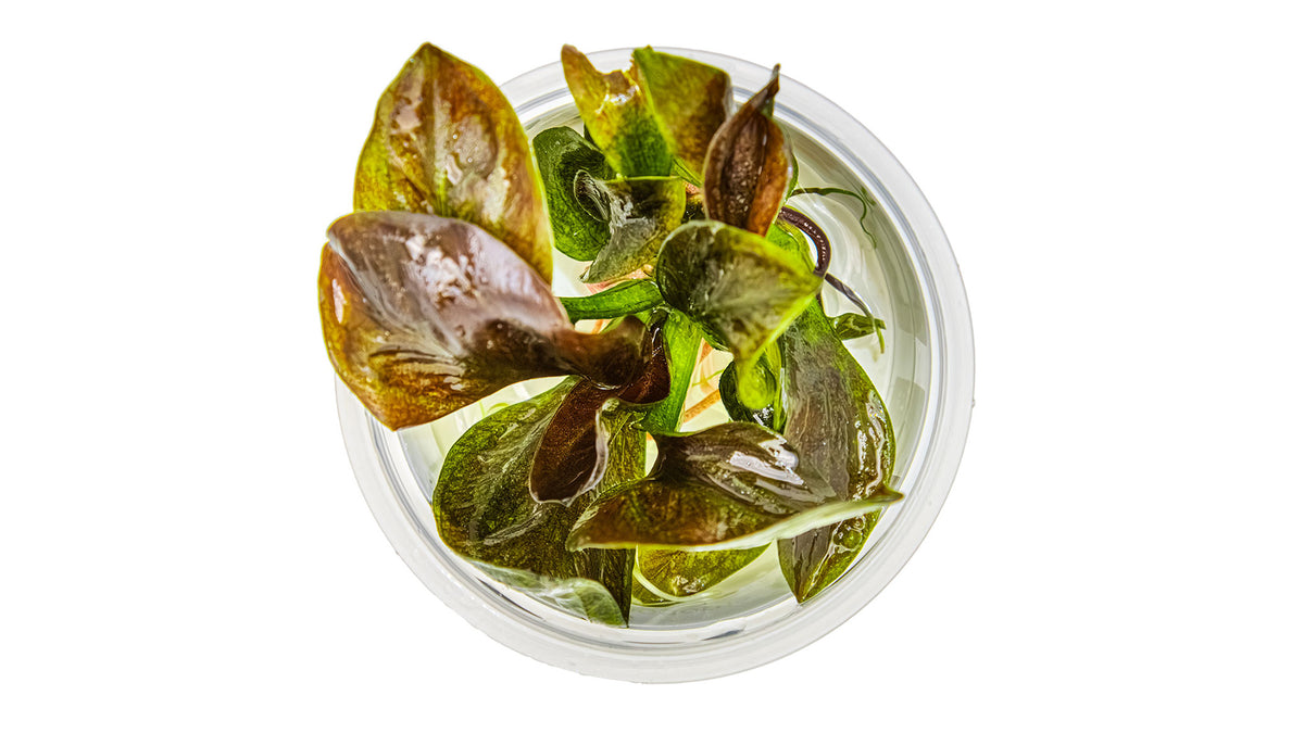 Echinodorus 'Reni' von oben